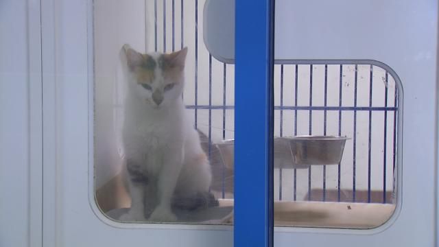 Broken Arrow Animal Shelter Outfits Surgical Center