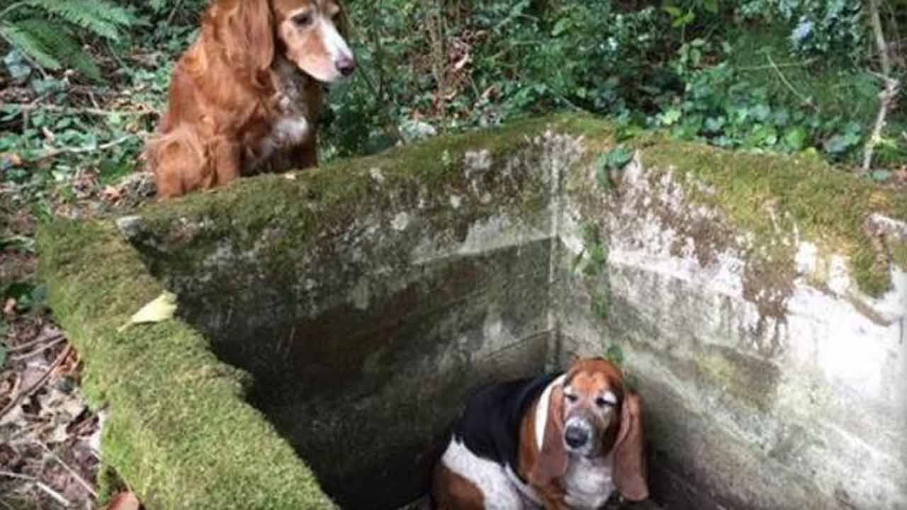 Dog Stands Watch Over Trapped Canine Buddy For Week