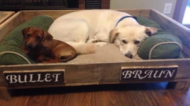 Dog Hit By Car After Meter Installation, Tulsa Family Says