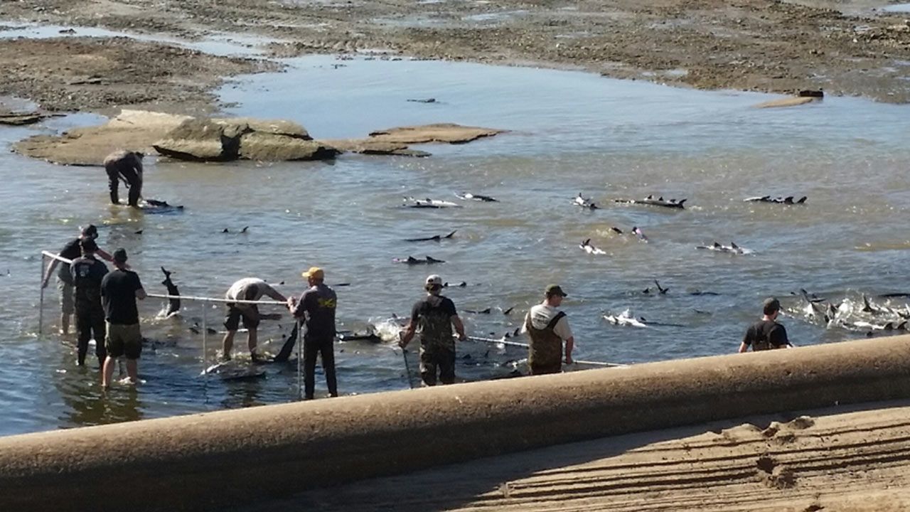 Paddlefish Trapped In Arkansas River Moved To Deeper Water