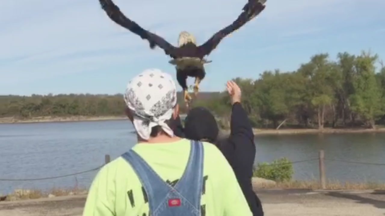 'Scoop' The Eagle Released By Wild Heart Ranch Rehab
