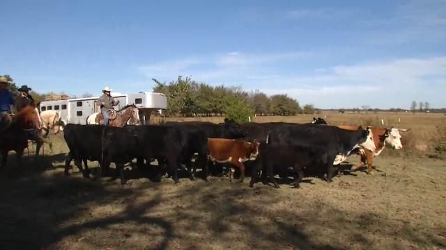 Muskogee Man Questioned After Dozens Of Cattle Found Dead, More Dying, 100 Missing