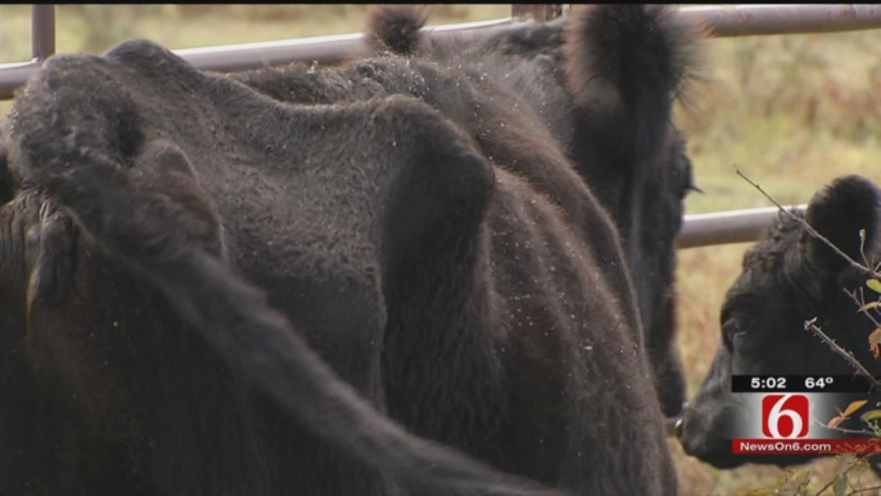 Dozens Of Cattle Found Dead, More Dying, 100 Missing In Muskogee