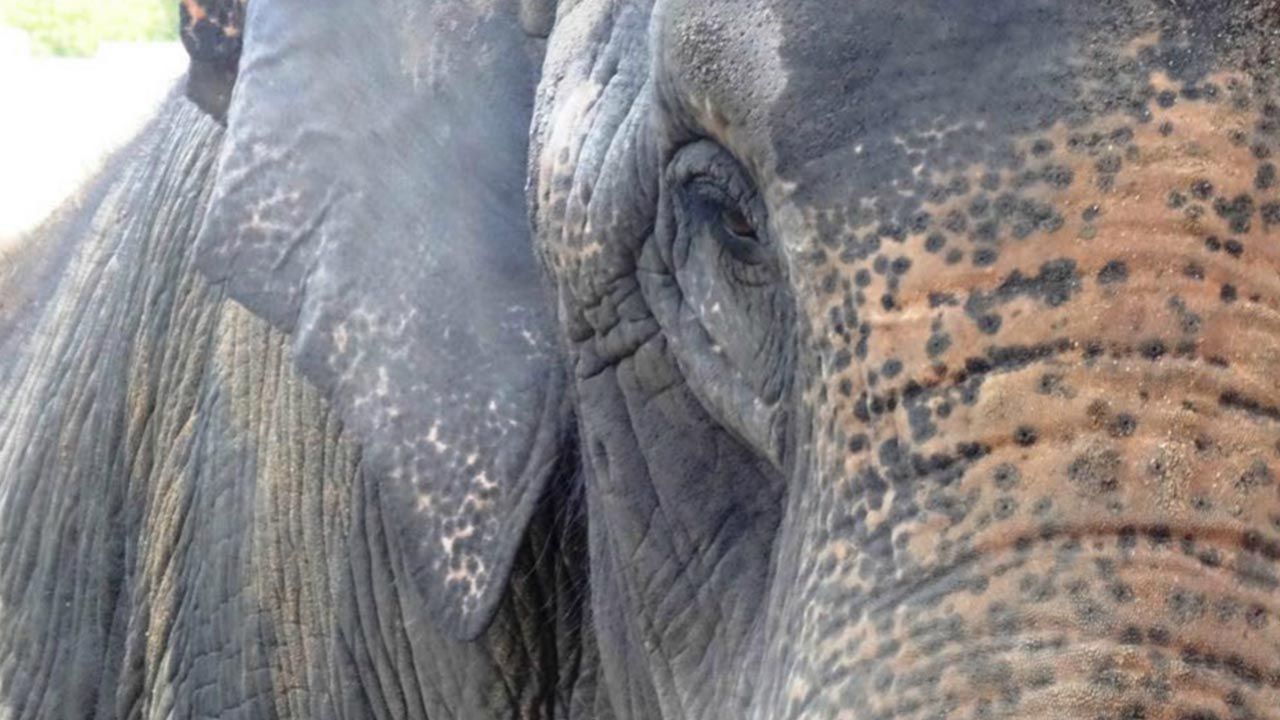 43-Year-Old Tova The Elephant Dies At Tulsa Zoo