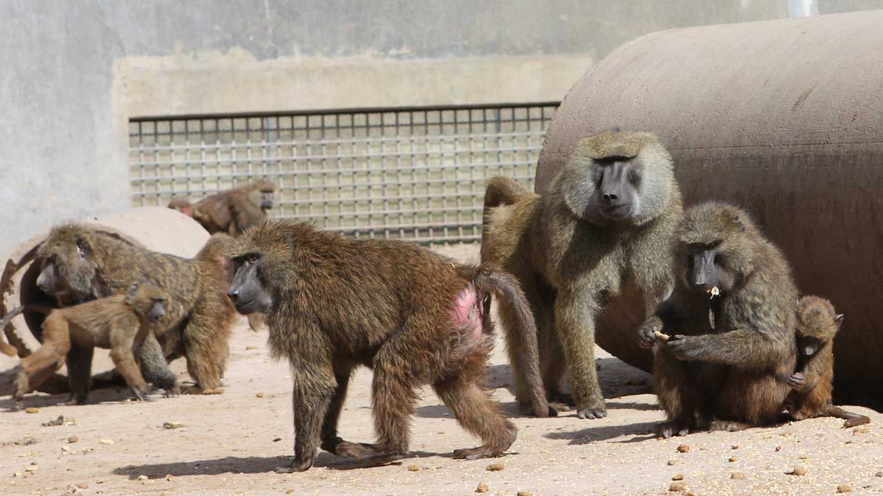 Fate Of Hundreds Of Baboons In OU Research Program Uncertain