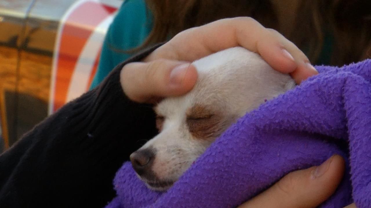 Dog Lost During Tulsa Rollover Crash Reunited With Owners