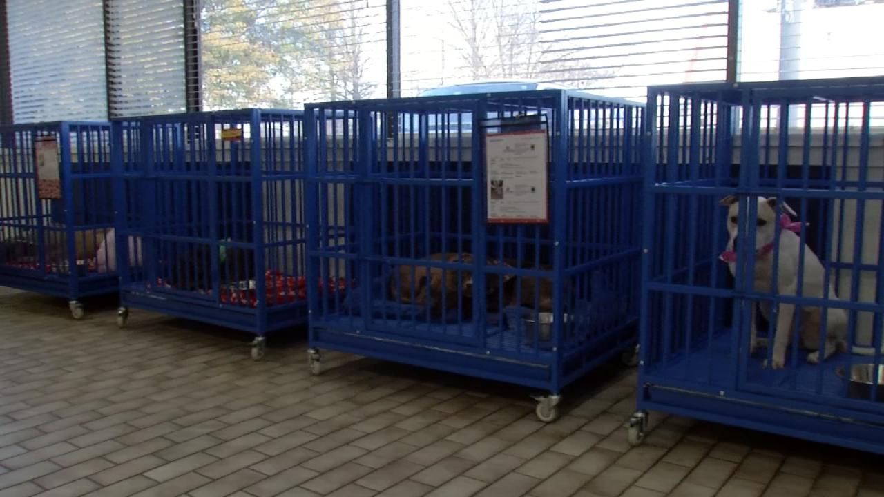 Humane Society Of Tulsa Seeking Home For Dogs In Need