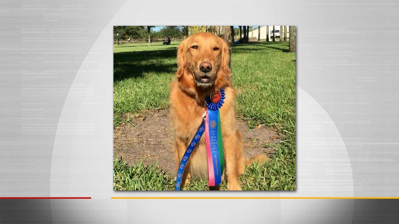 TU's Goldie Places In First Dock Diving Competition