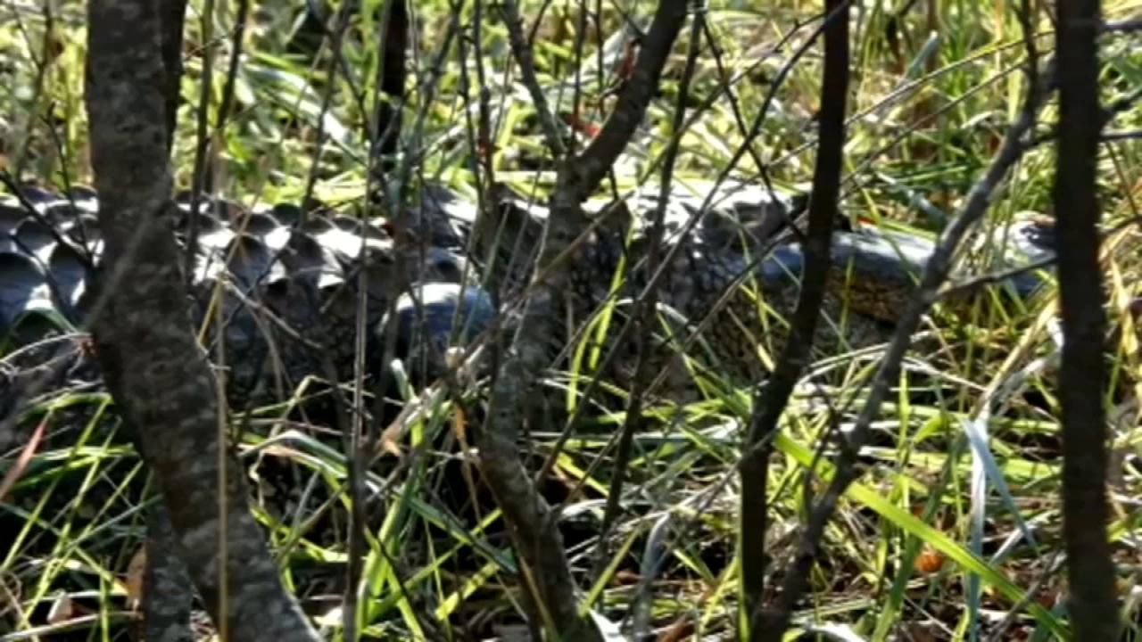 Alligator Sightings On Lake Texoma
