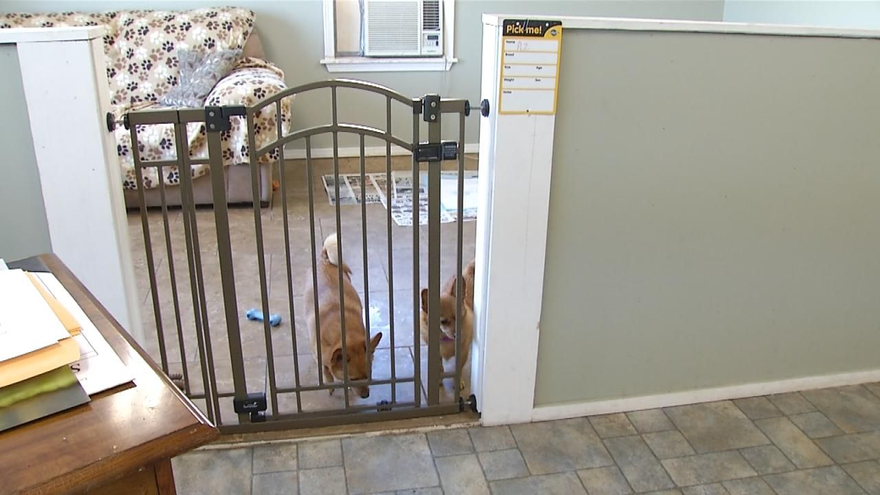 Pryor Animal League Looks For A Christmas Miracle