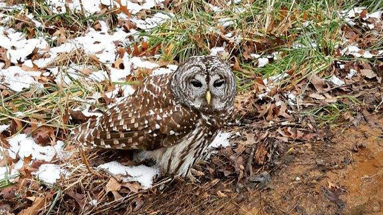 Owl Found On Side Of Road Being Rehabbed At Foyil Care Facility