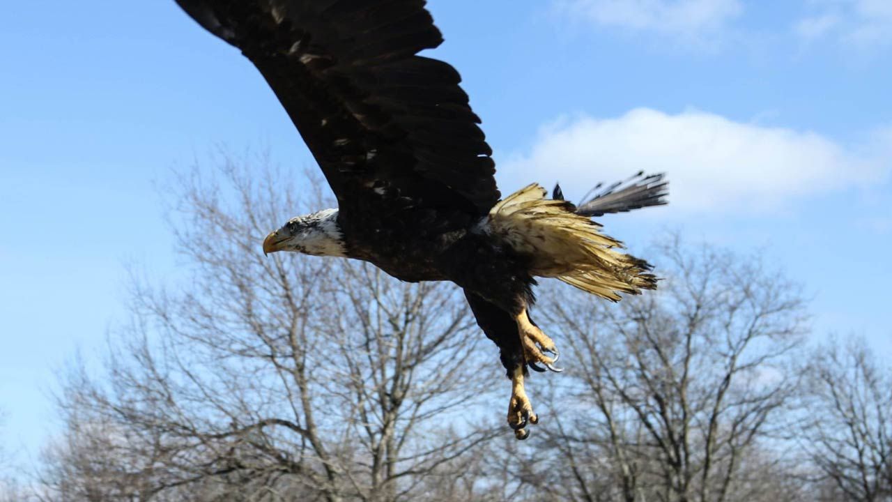 'Hope' The Bald Eagle Released After Rehab At Foyil's Wild Heart Ranch