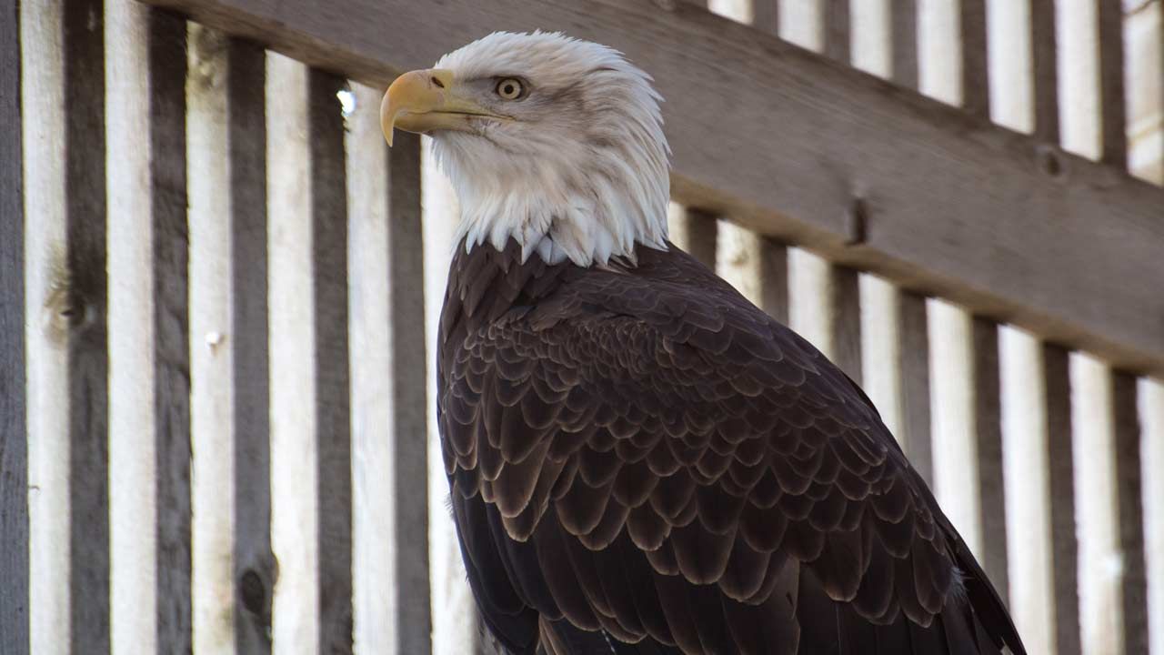 Perkins Grey Snow Eagle House Marks 10 Years Of Helping Raptors