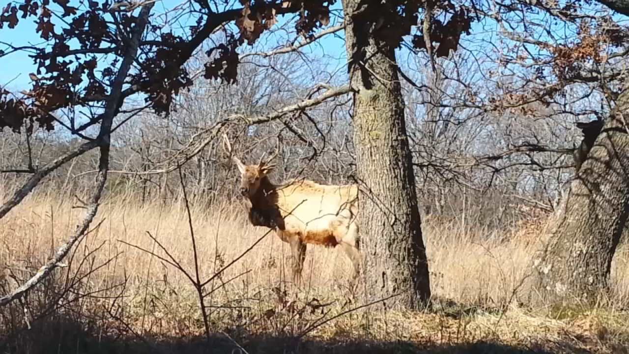 'Celebrity' Elk Illegally Poached On Protected Tahlequah Land