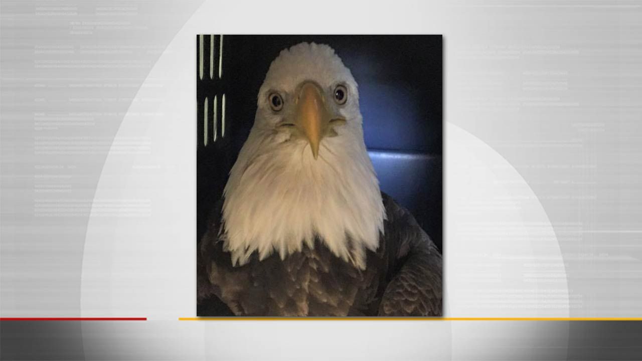 Oklahoma Bald Eagle Battling Lead Poisoning Dies