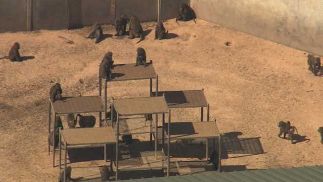 University Of Oklahoma Fined For Animal Testing Violations