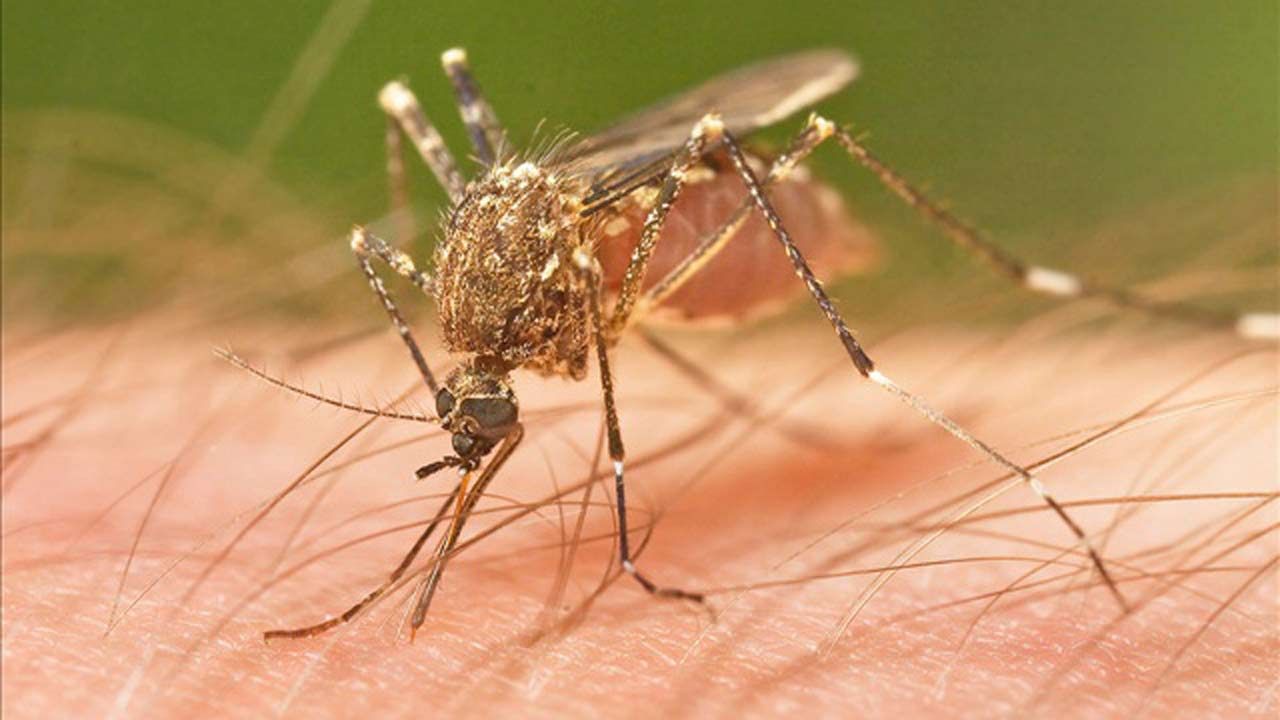 CDC: Arkansas Resident Tests Positive For Zika Virus