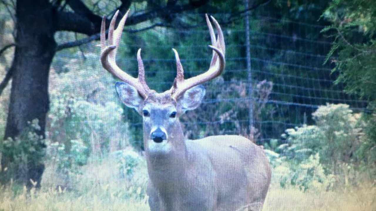 Oklahoma Game Wardens Arrest Two For Poaching At Commercial Facility