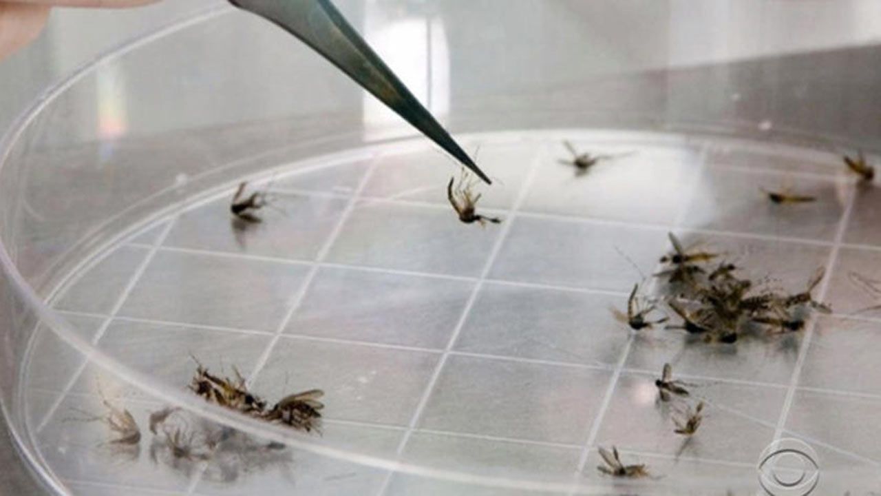 World Health Organization Calls Emergency Meeting On Zika Virus