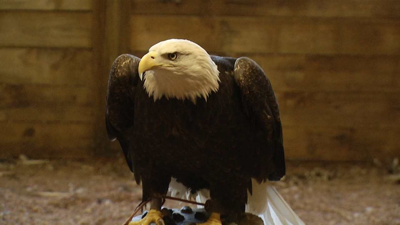 Sutton Avian Center Set To Offer Wildlife Conservation Education