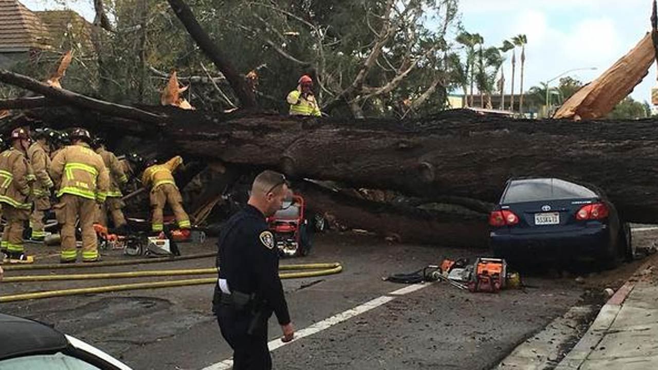Giant Tree Topples, Killing Passing Driver In California