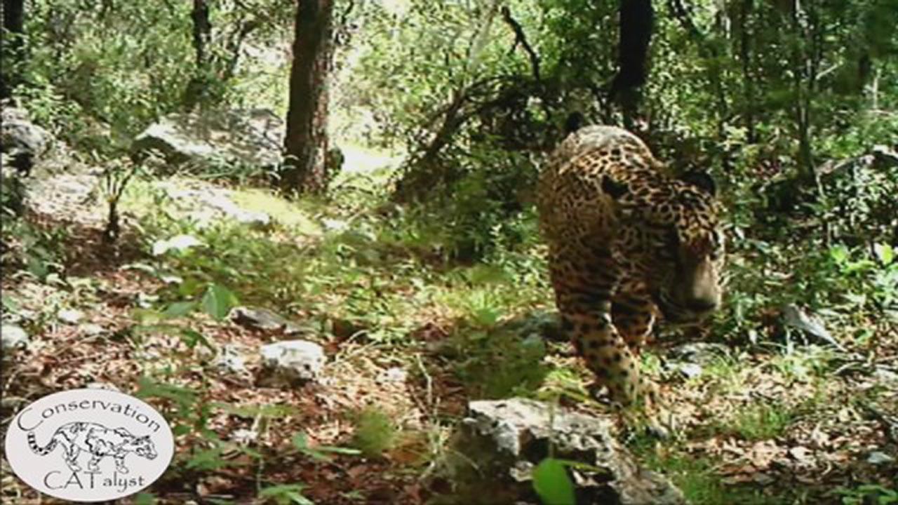 Sole Wild Jaguar In America Caught On Camera In Arizona
