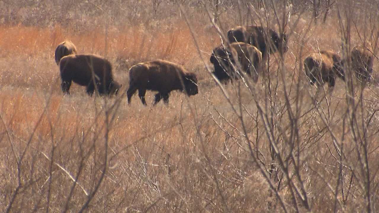 Osage Nation Buying Back Part Of Historic Homeland From Ted Turner