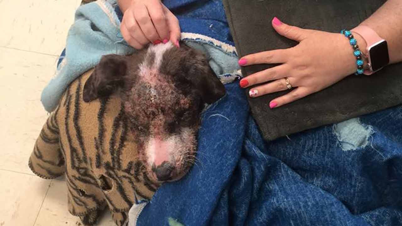 Bixby Vet Fighting To Save Dog Raised In Meth House