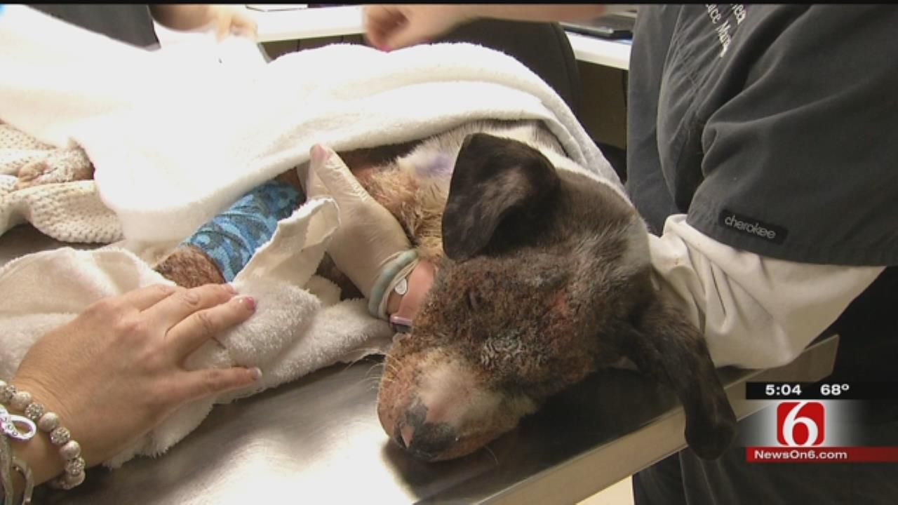 Abandoned Bixby Puppy With Chemical Burns Continues To Recover