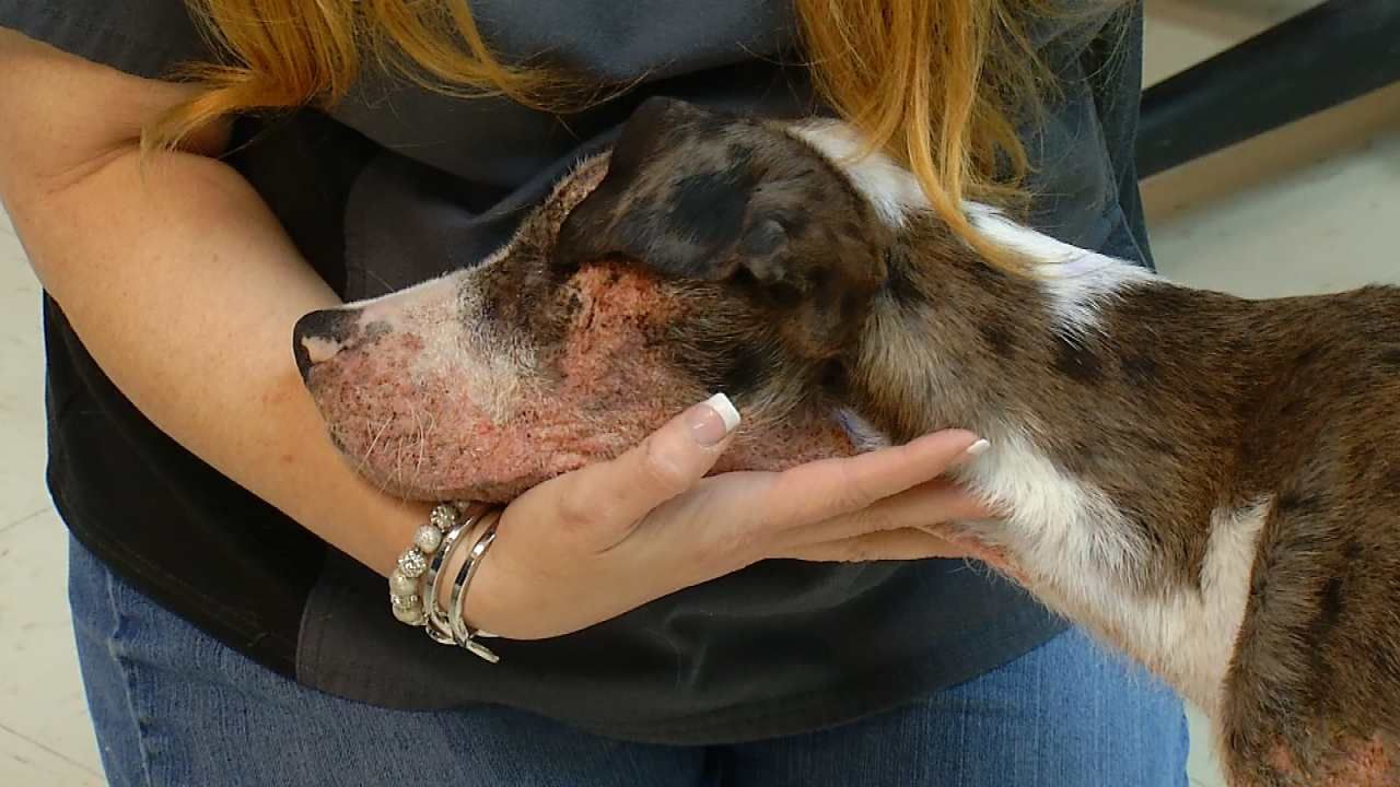 Bixby Puppy Suffering From Chemical Burns Dies