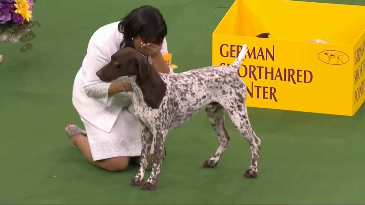 America's Top Dog: German Shorthaired Pointer