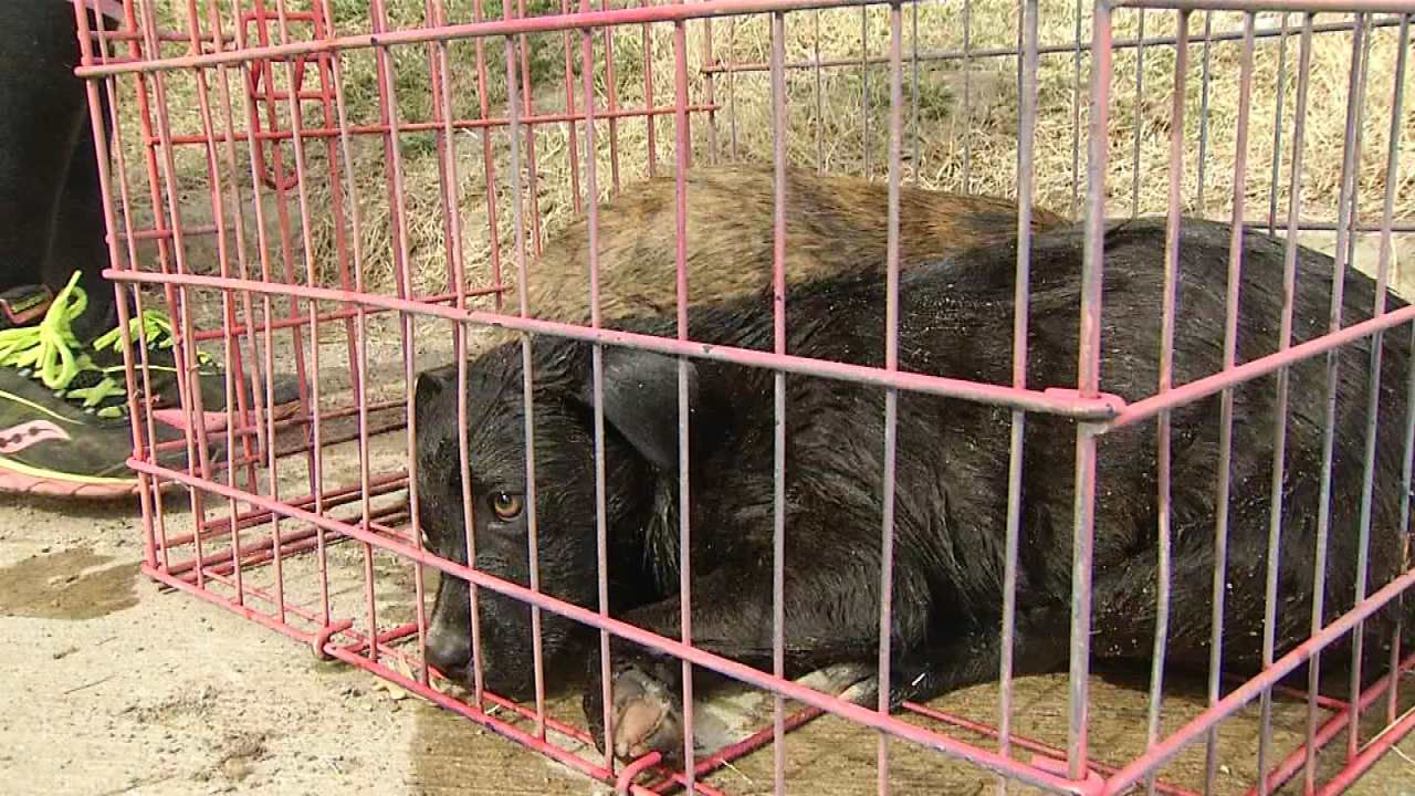 Tulsa Firefighters Rescue Puppies From Storm Drain