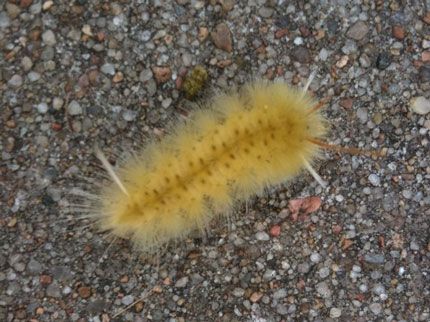 East Tulsa Family Victimized By Caterpillar Mystery News On 6