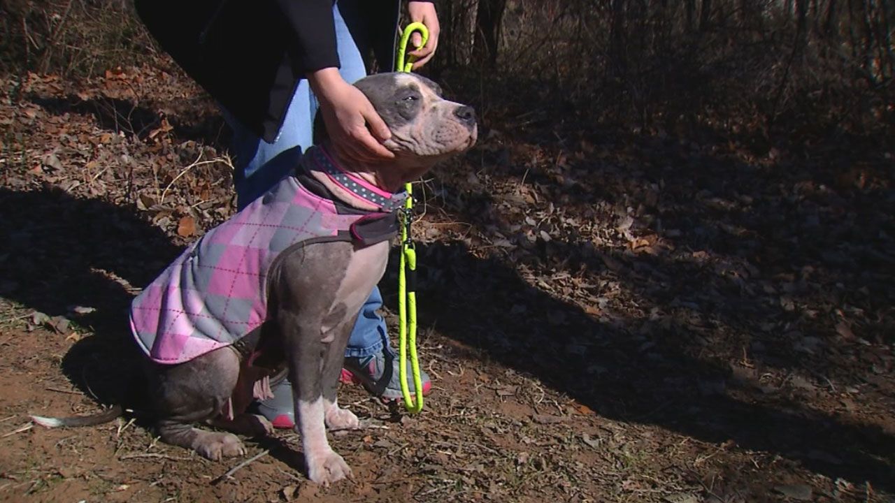 severely ill dog found in ne okc being nursed back to health