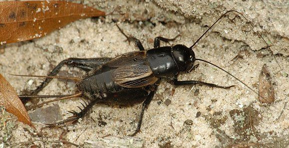 Crickets Are Everywhere Across Oklahoma This Summer - News ...